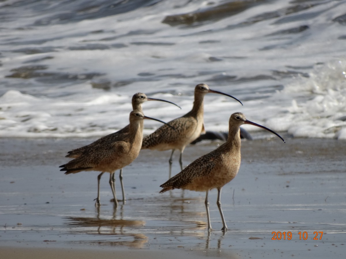 Long-billed Curlew - ML185847211
