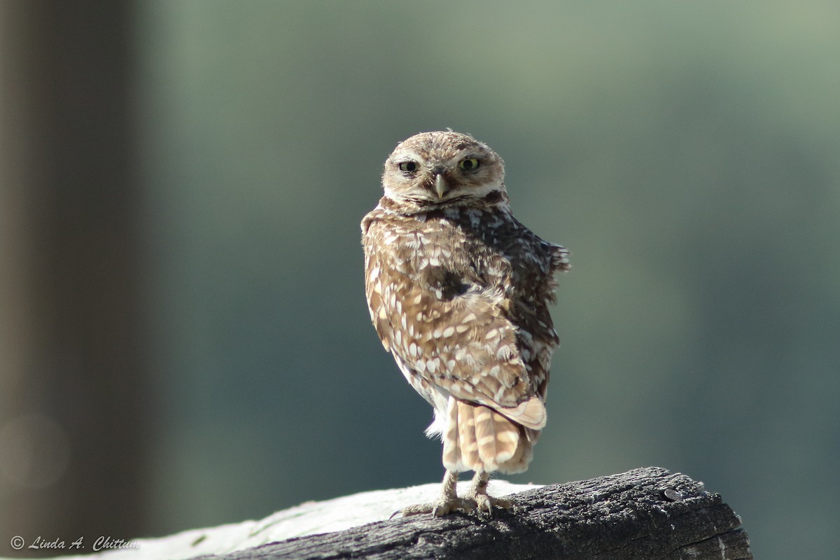 Burrowing Owl - Linda Chittum