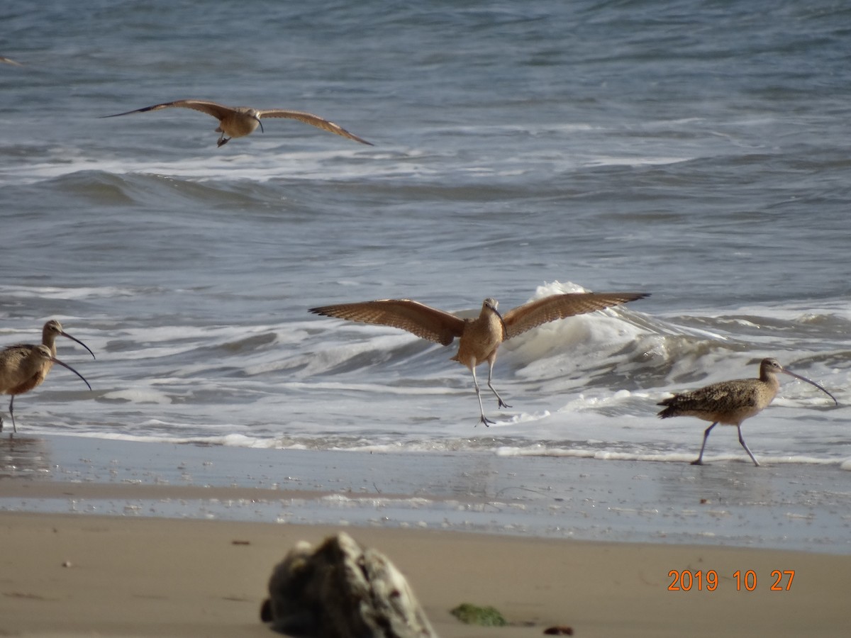 Long-billed Curlew - ML185848041