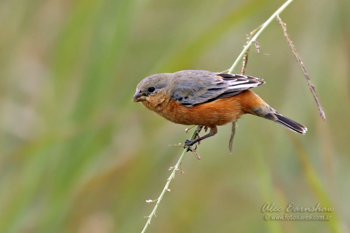 Tawny-bellied Seedeater - ML185850601