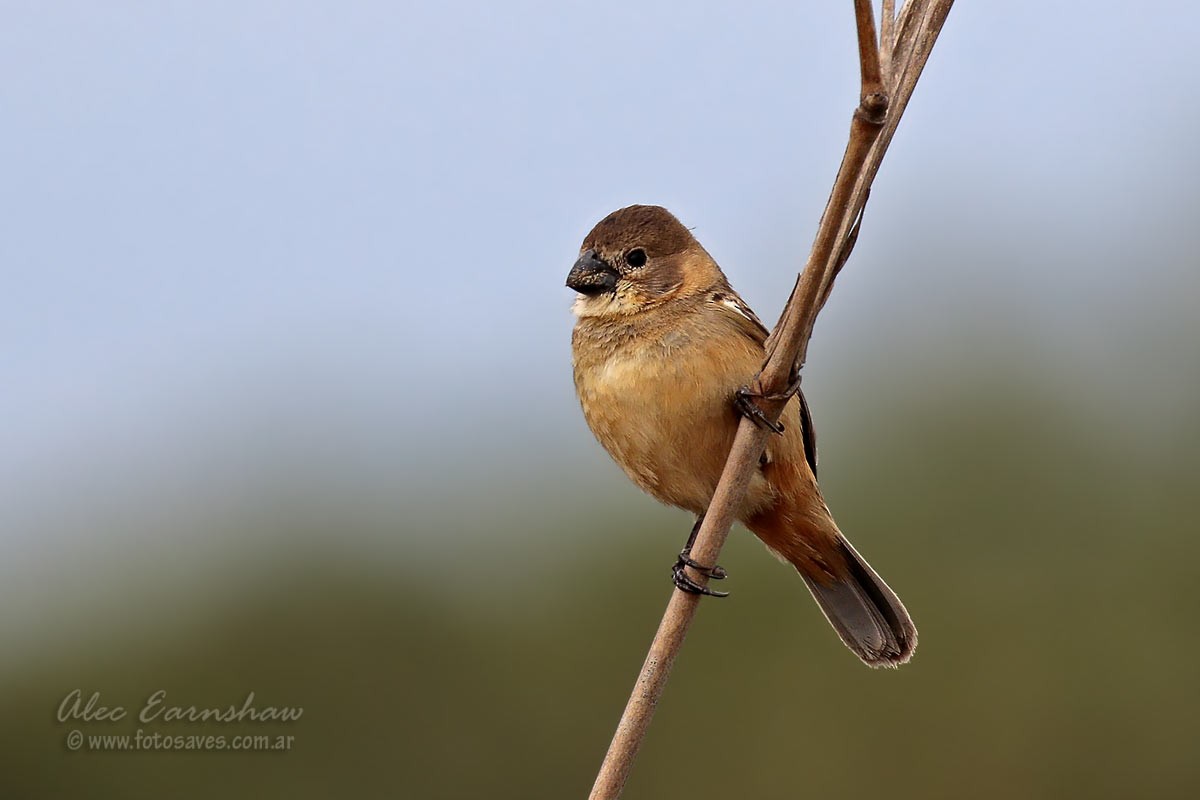 Rusty-collared Seedeater - ML185852031