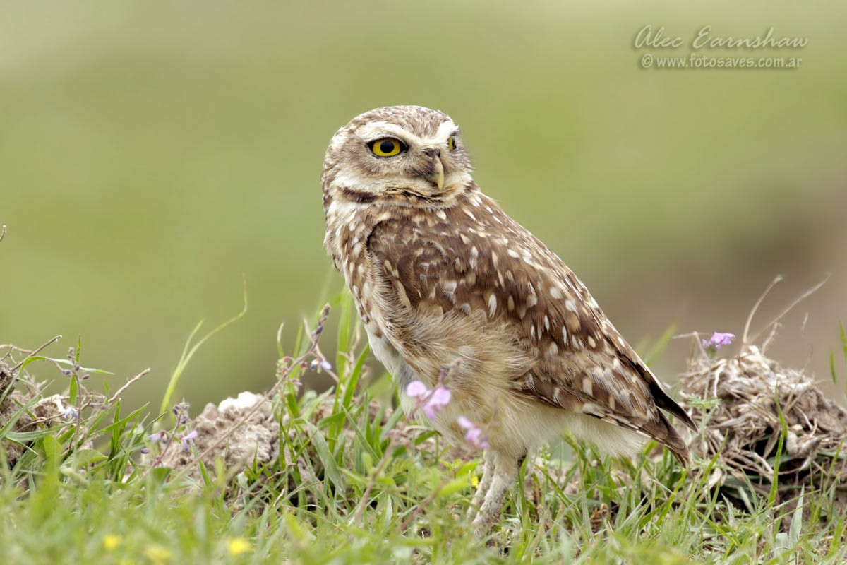 Burrowing Owl - Alec Earnshaw