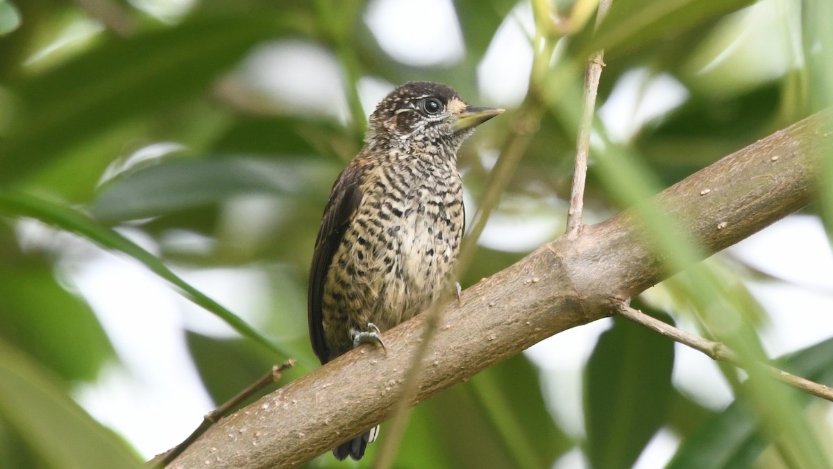 White-bellied Piculet - ML185855921
