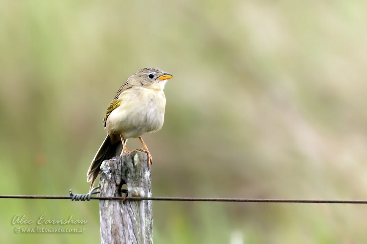 Wedge-tailed Grass-Finch - Alec Earnshaw