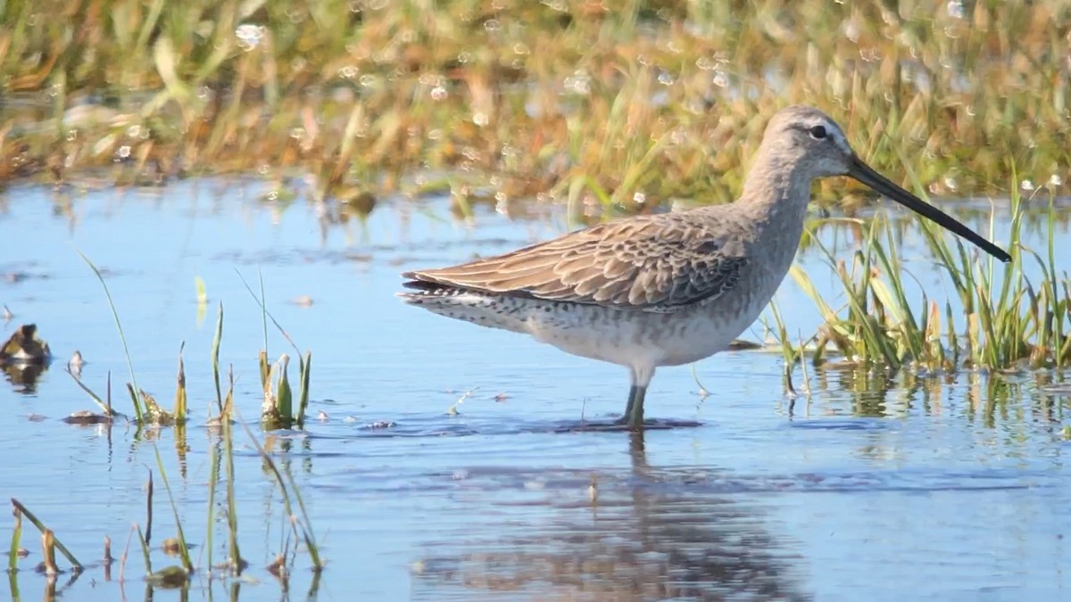 Long-billed Dowitcher - James White