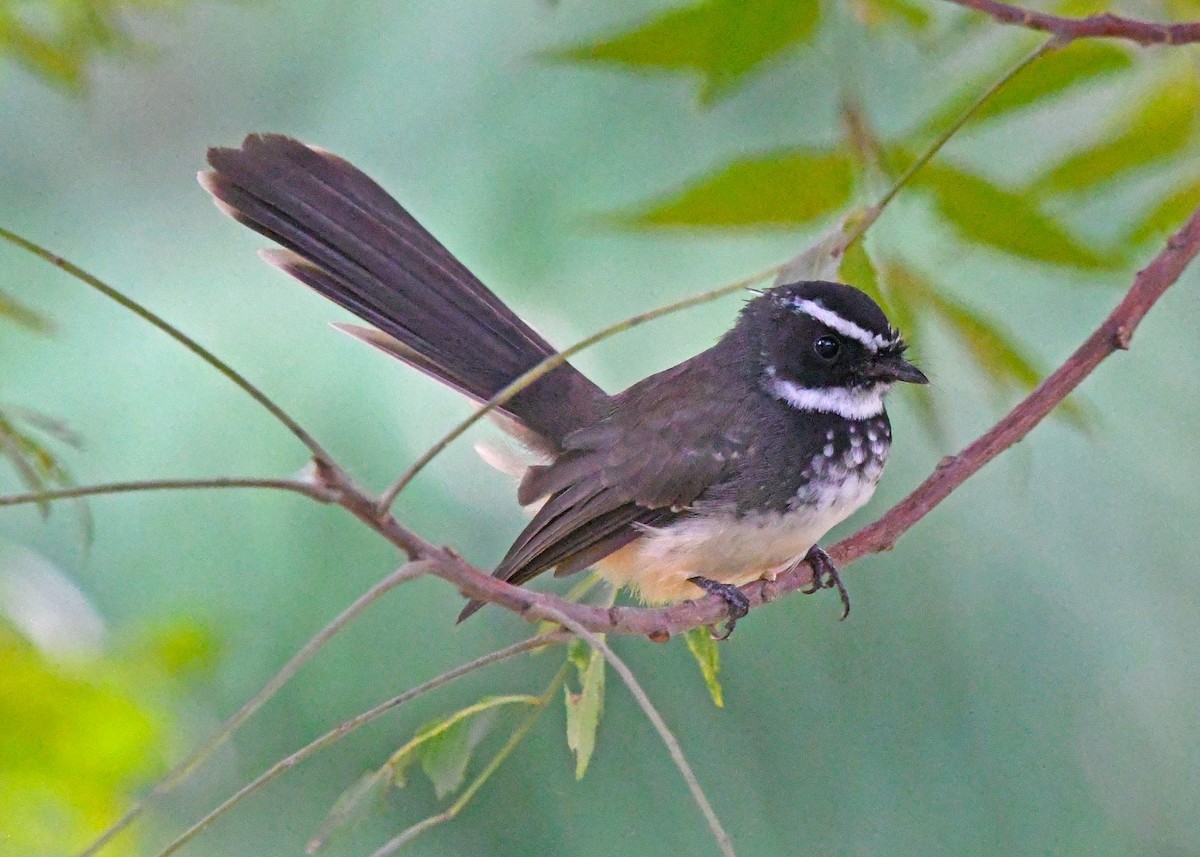 Spot-breasted Fantail - ML185862001