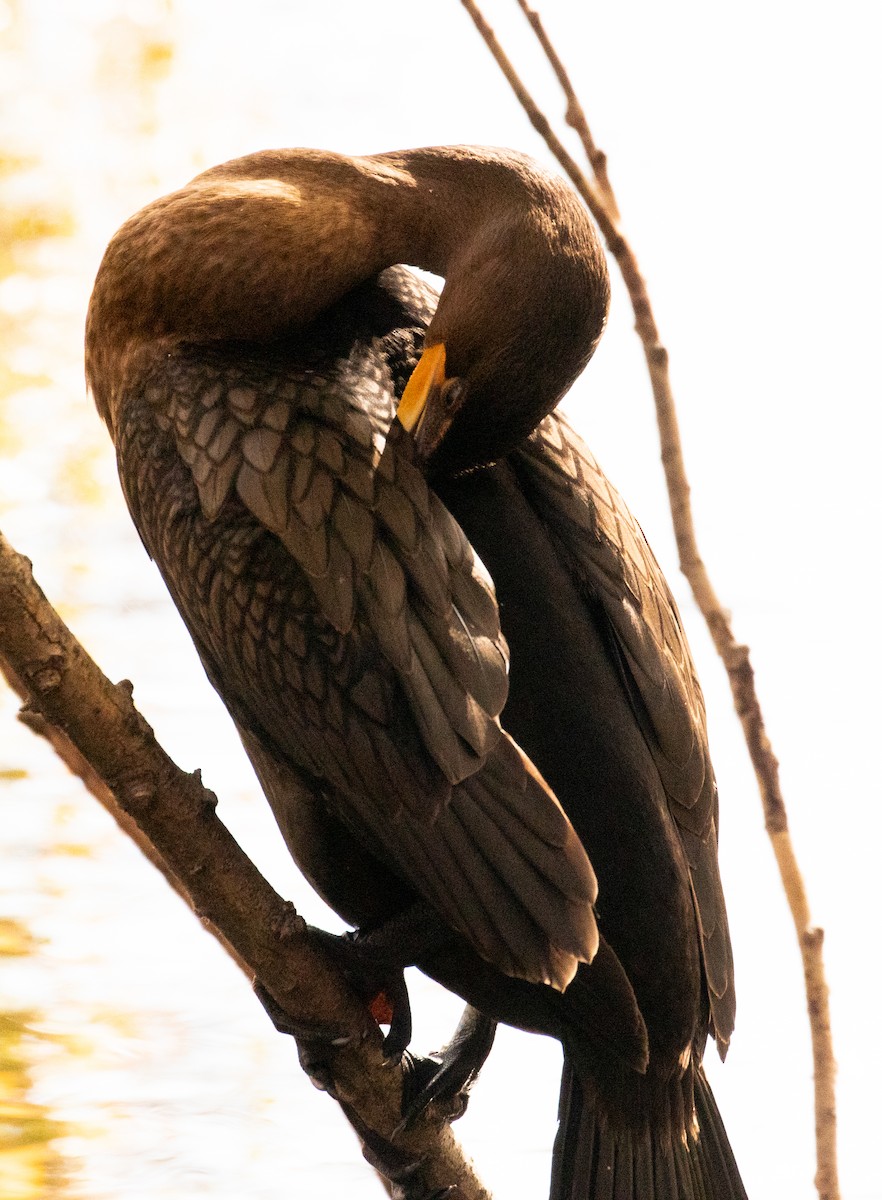 Double-crested Cormorant - Dan Roth