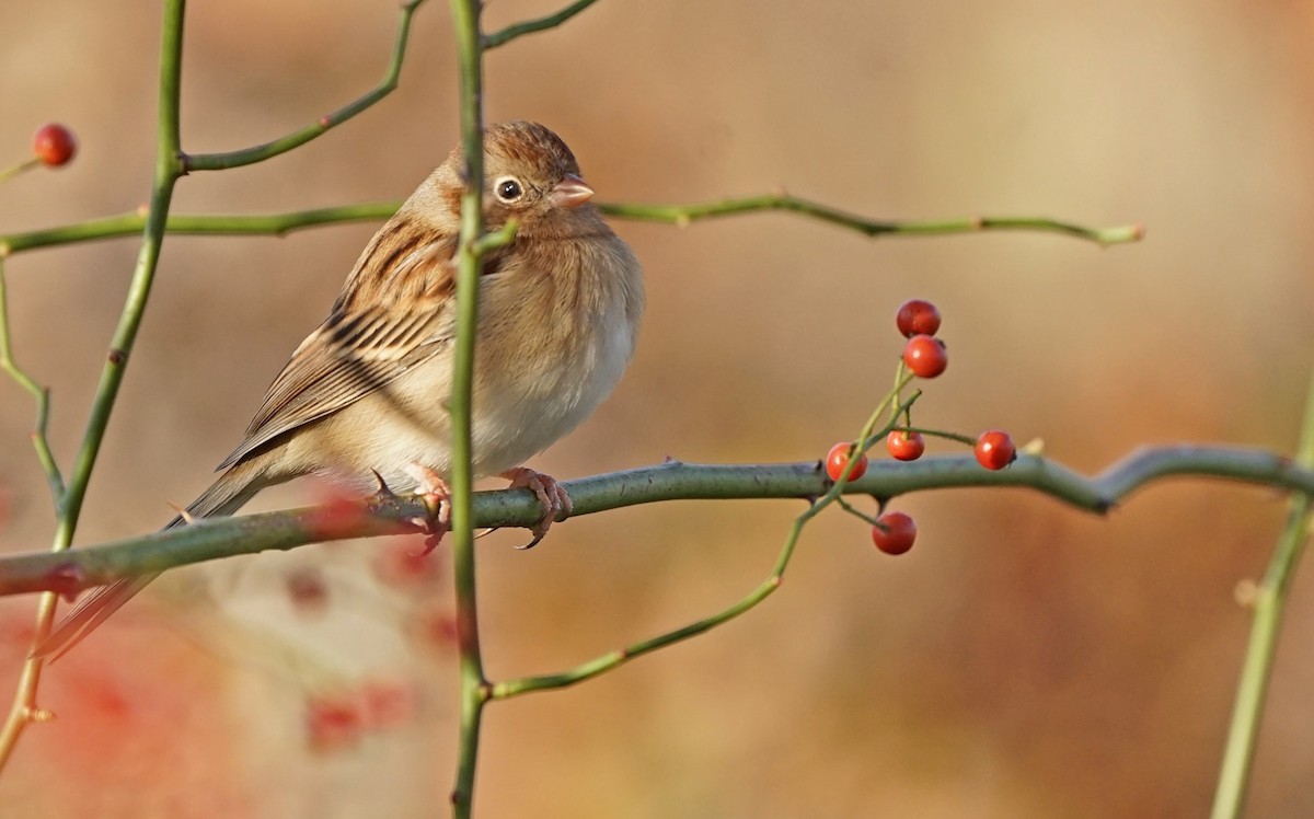 Field Sparrow - John Daniel