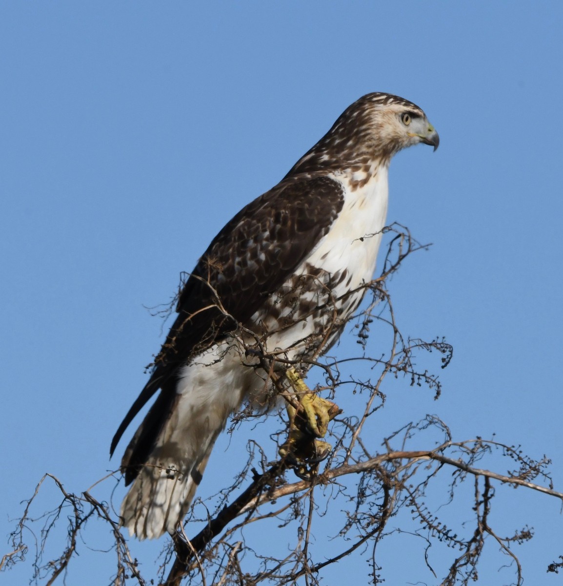 Red-tailed Hawk - ML185866801