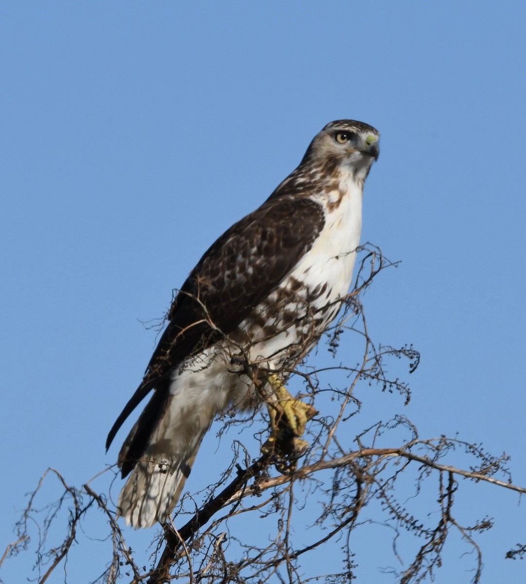 Red-tailed Hawk - ML185866811