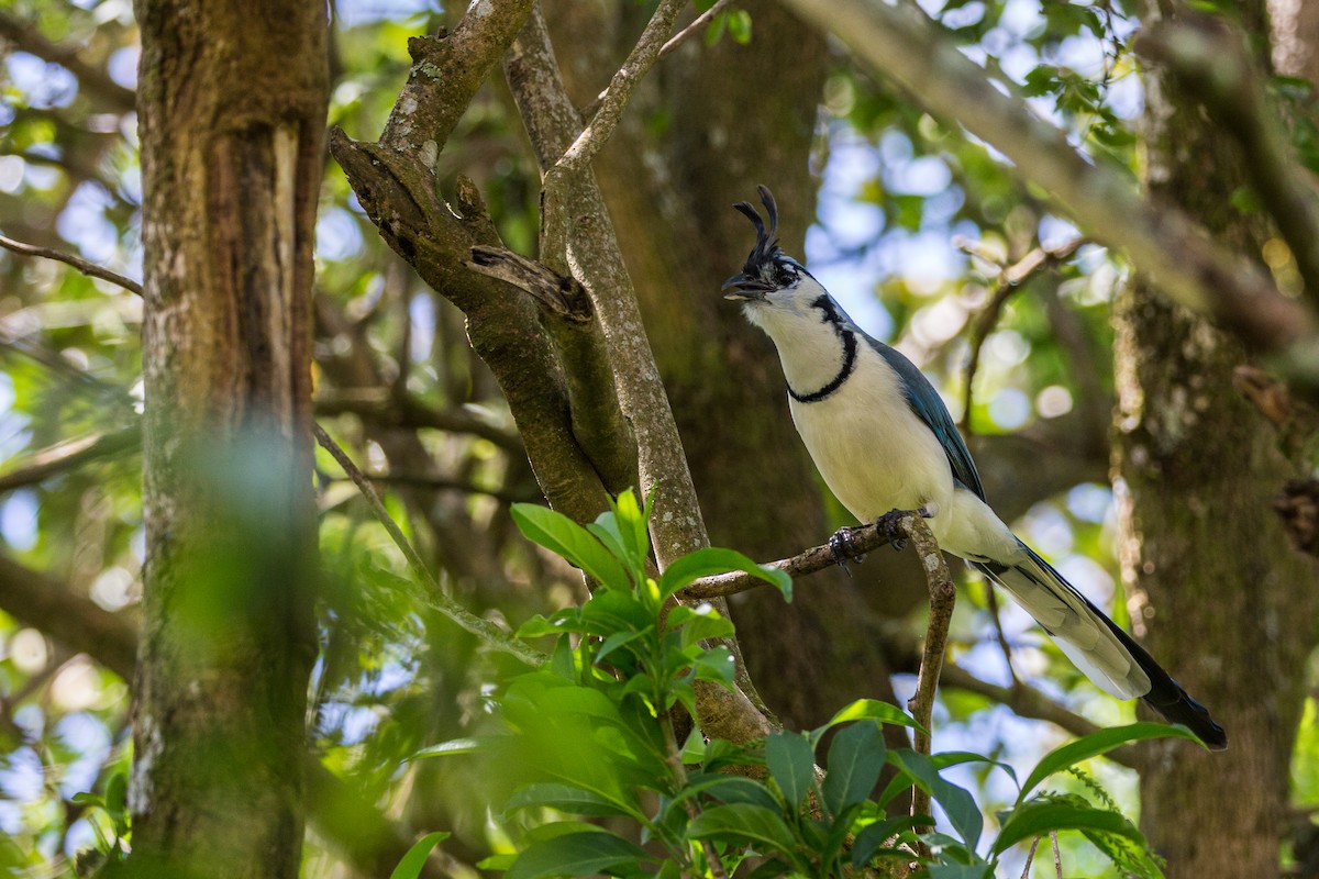 White-throated Magpie-Jay - ML185867771