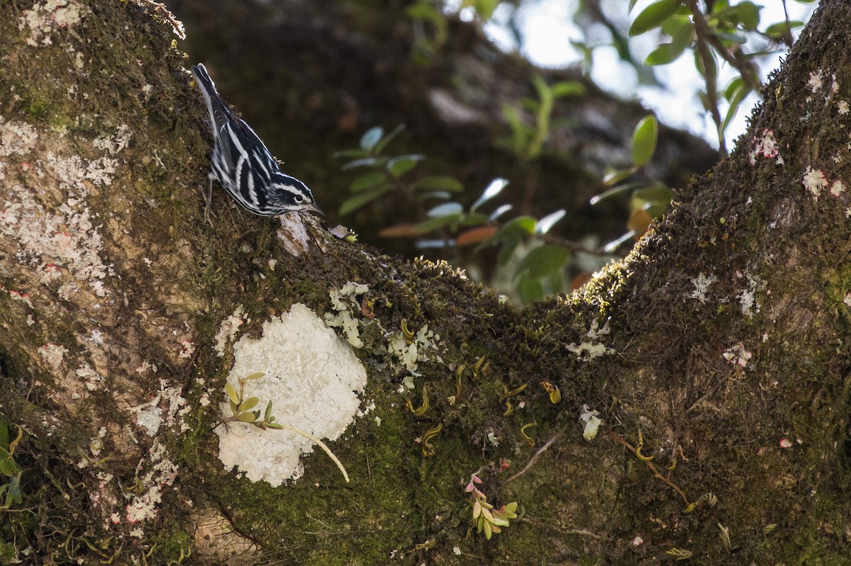 Black-and-white Warbler - ML185868081