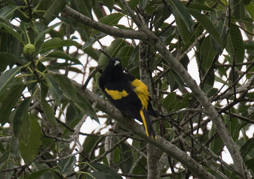 Yellow-winged Cacique - ML185868341