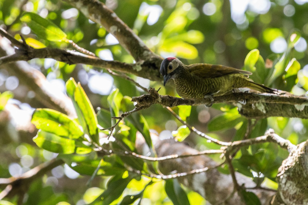 Golden-olive Woodpecker - ML185868441