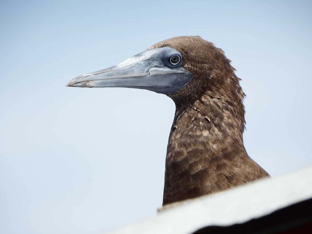 Brown Booby - ML185872981