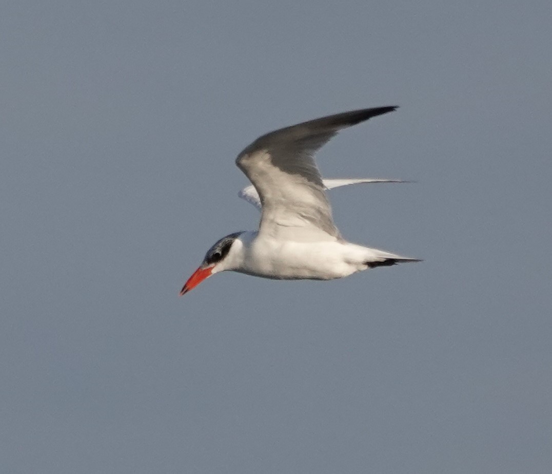 Caspian Tern - Ann Nightingale