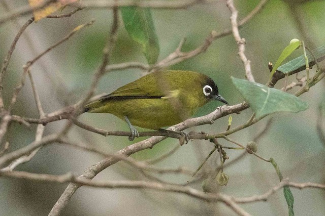 Capped White-eye (subspecies&nbsp;<em class="SciName notranslate">fuscicapilla</em>). - Capped White-eye - 