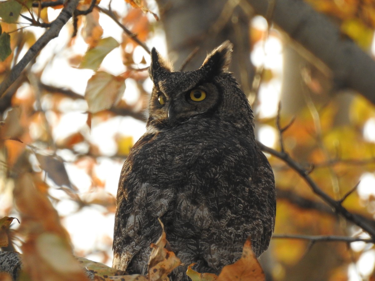 Great Horned Owl - John Hanna