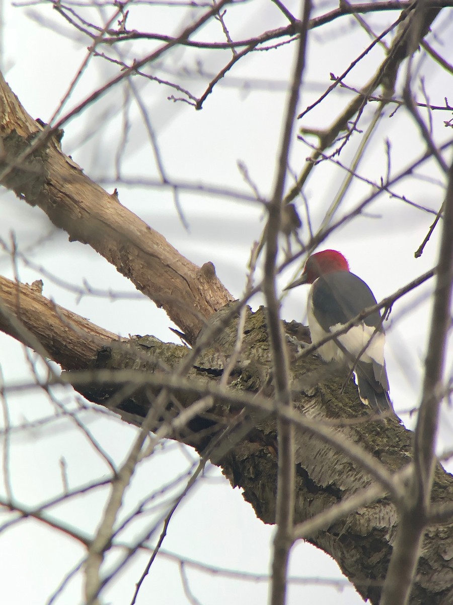 Red-headed Woodpecker - ML185886711