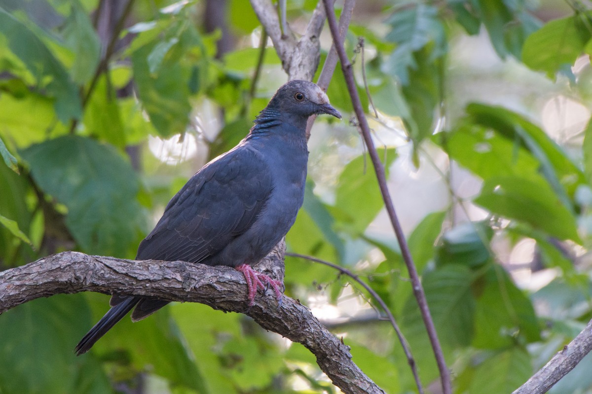 White-crowned Pigeon - ML185892541