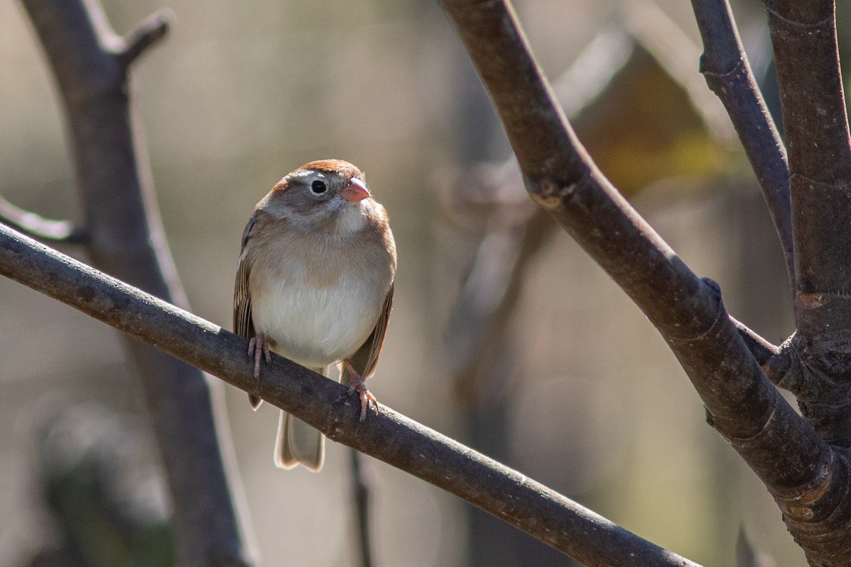Field Sparrow - Tom Blevins