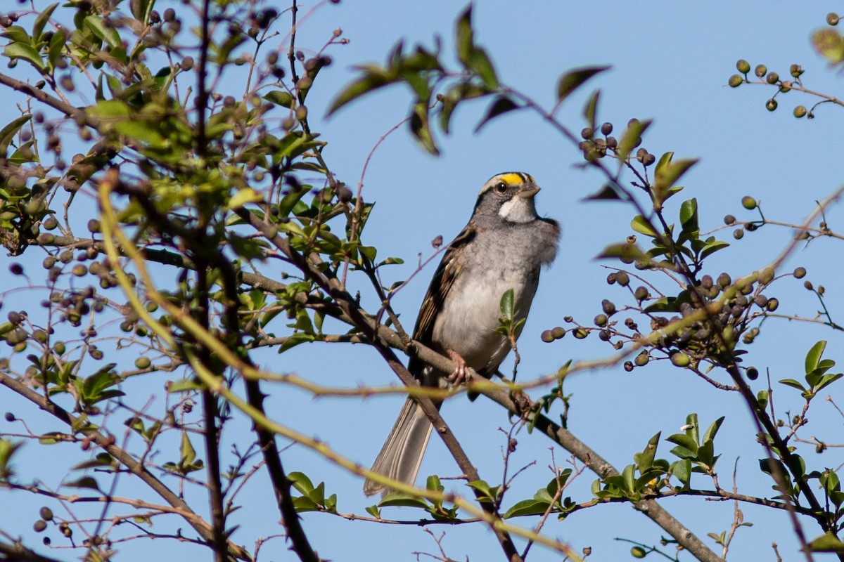White-throated Sparrow - ML185893441