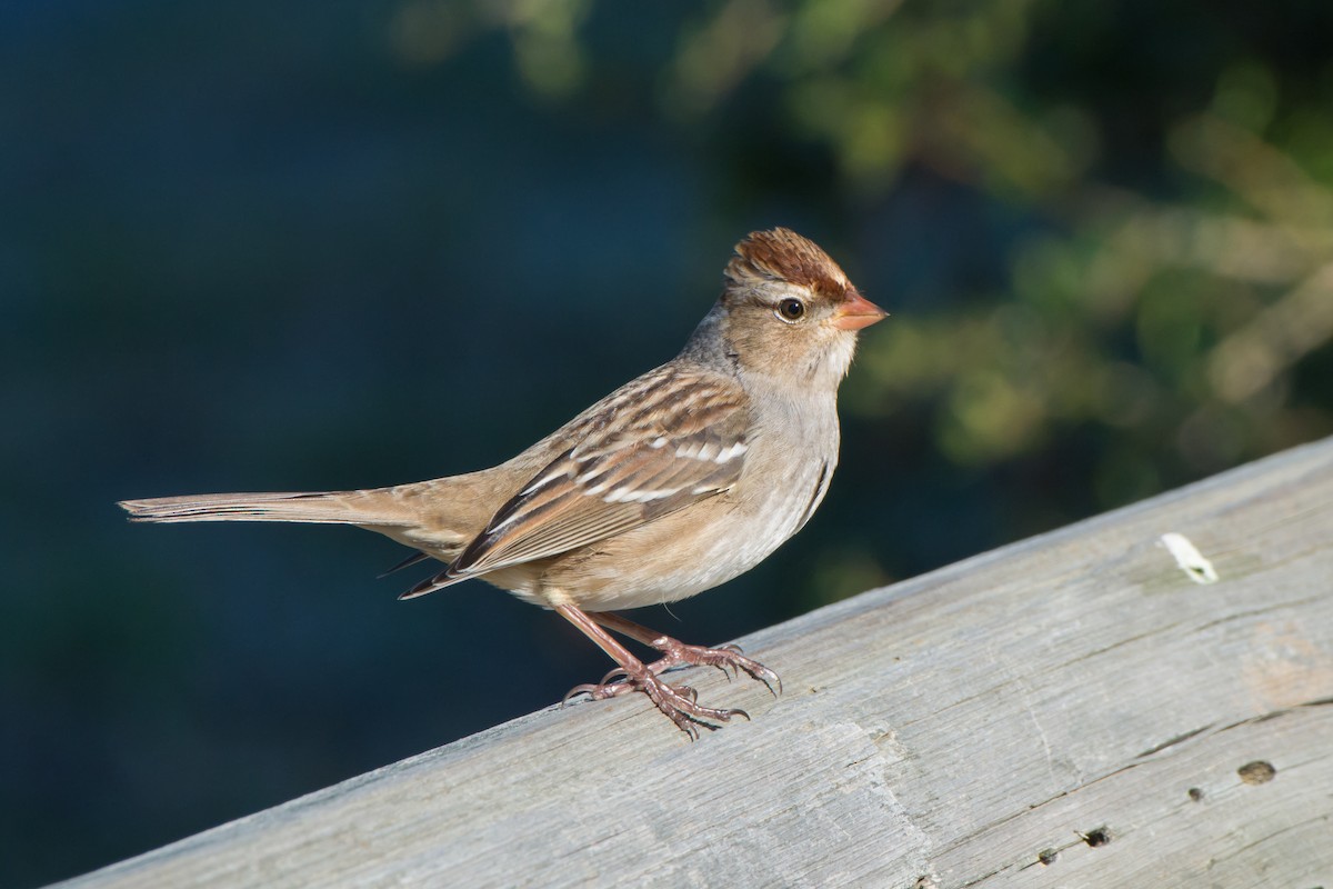 White-crowned Sparrow - Collin Stempien