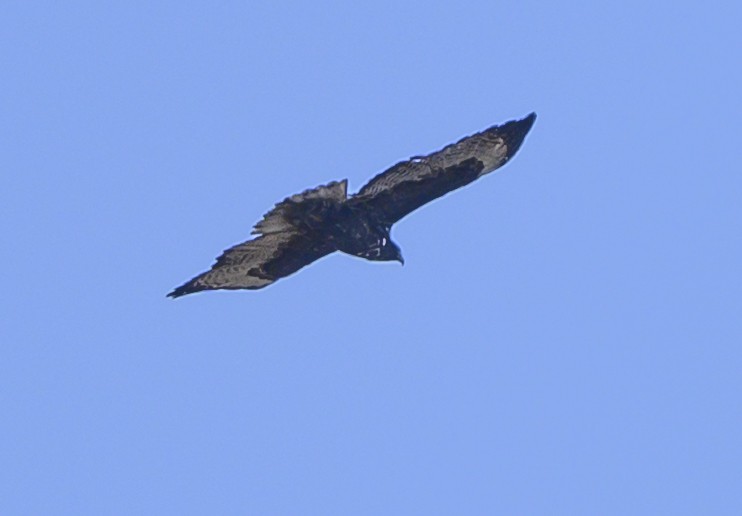 Red-tailed Hawk (Harlan's) - ML185896641