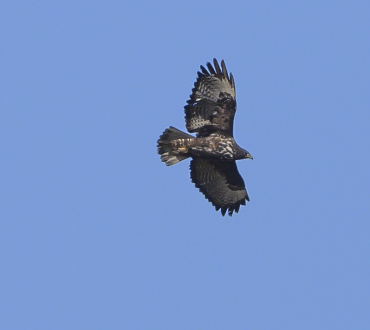 Red-tailed Hawk (Harlan's) - ML185896651