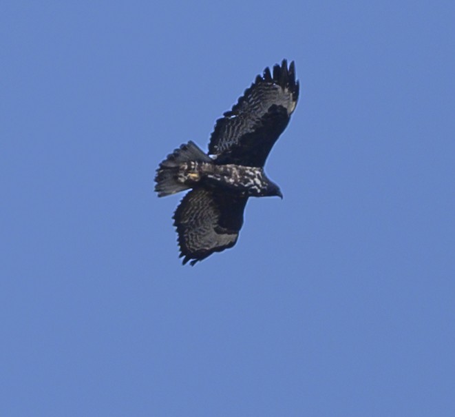 Red-tailed Hawk (Harlan's) - ML185896661