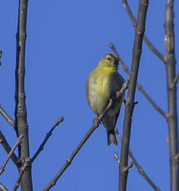 American Goldfinch - Norman Soskel