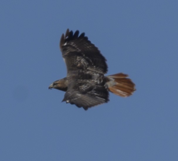 Red-tailed Hawk (Harlan's) - ML185898711