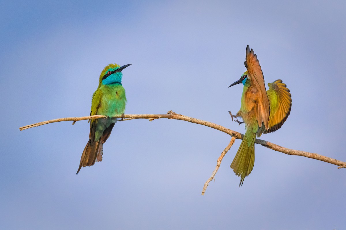 Arabian Green Bee-eater - ML185900181