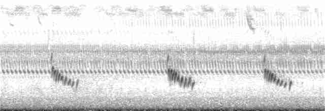 Каролинский крапивник - ML185902241
