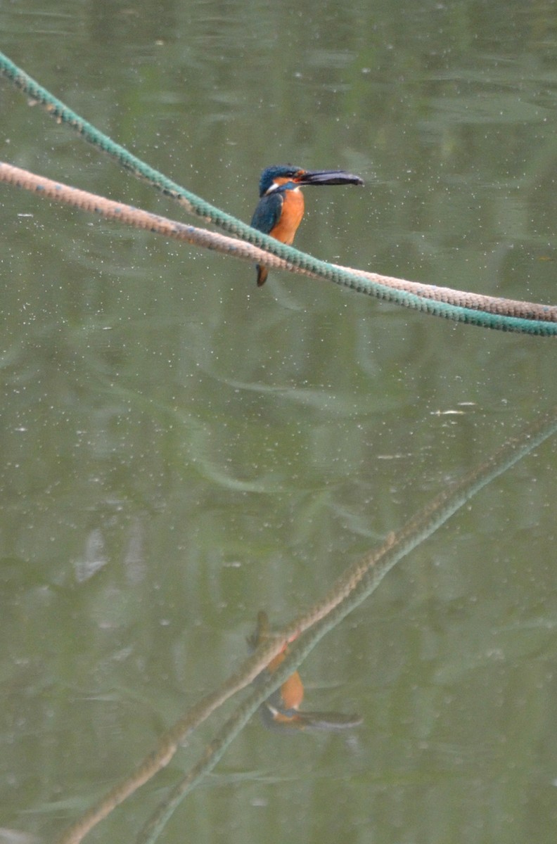 Common Kingfisher - Kevin Lapp