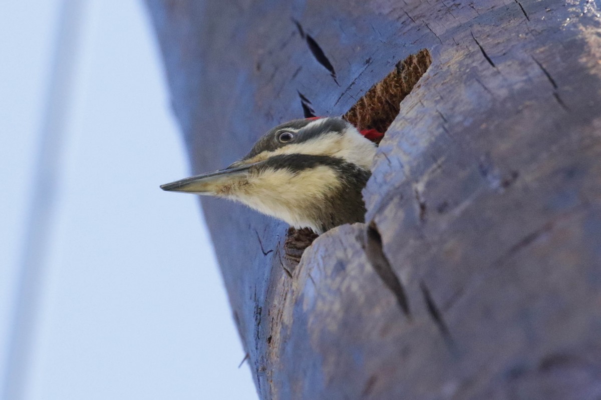 Pileated Woodpecker - ML185903451