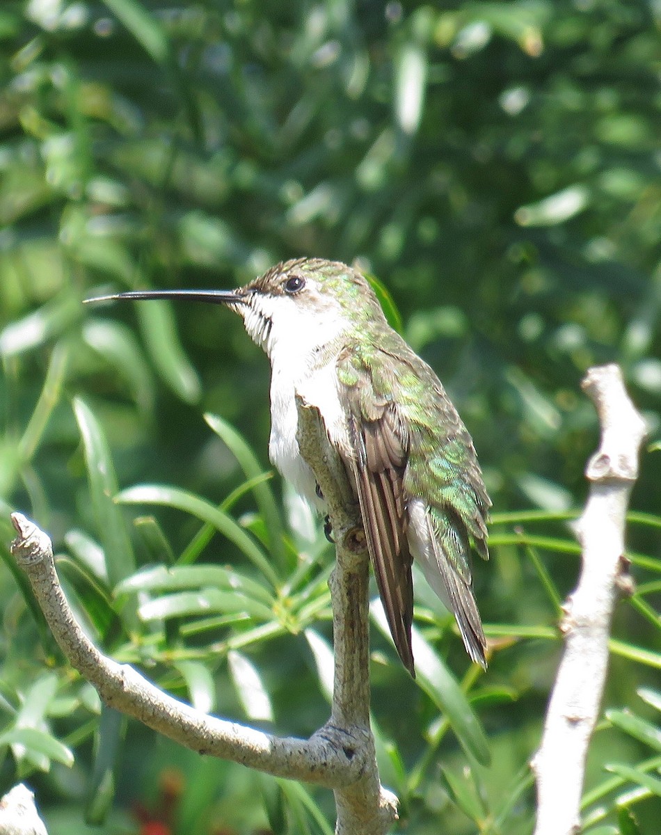 Ruby-throated Hummingbird - ML185903511