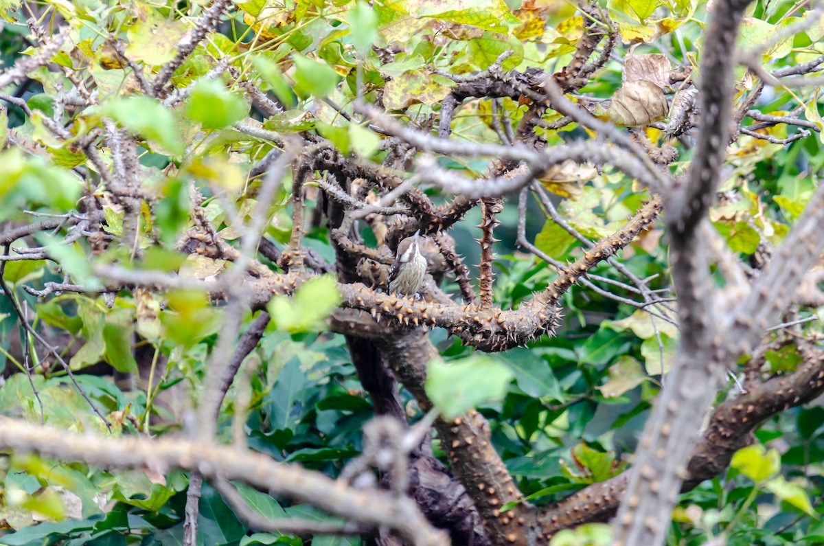 Brown-capped Pygmy Woodpecker - ML185911331