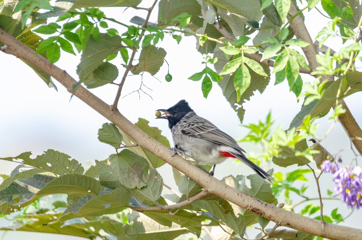Red-vented Bulbul - ML185911721