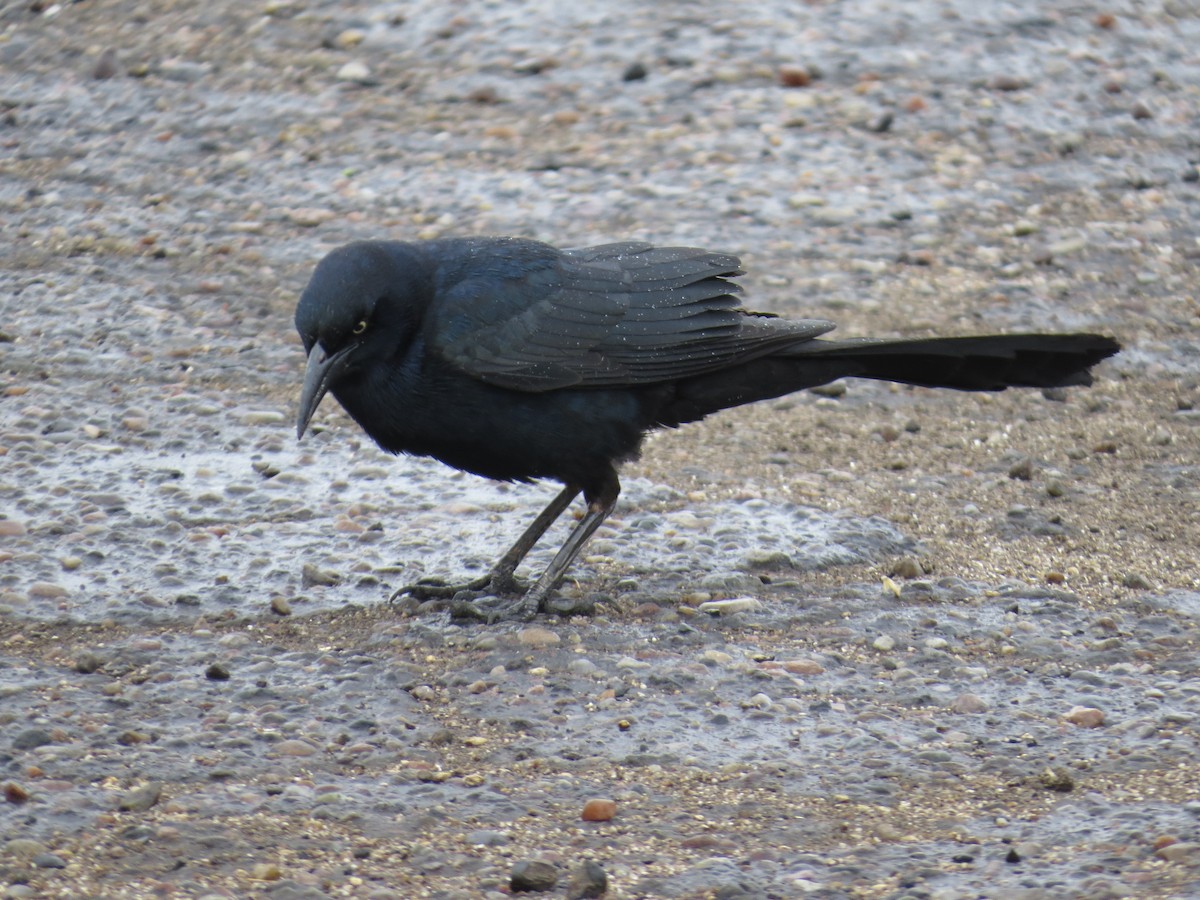 Great-tailed Grackle - ML185912631