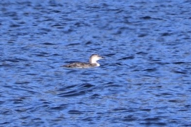 Common Loon - Don Albright