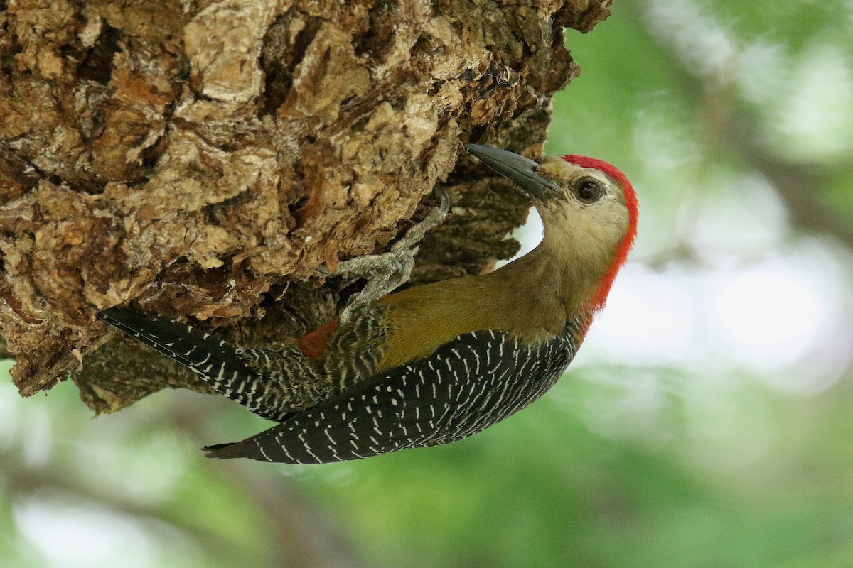 Jamaican Woodpecker - ML185914501