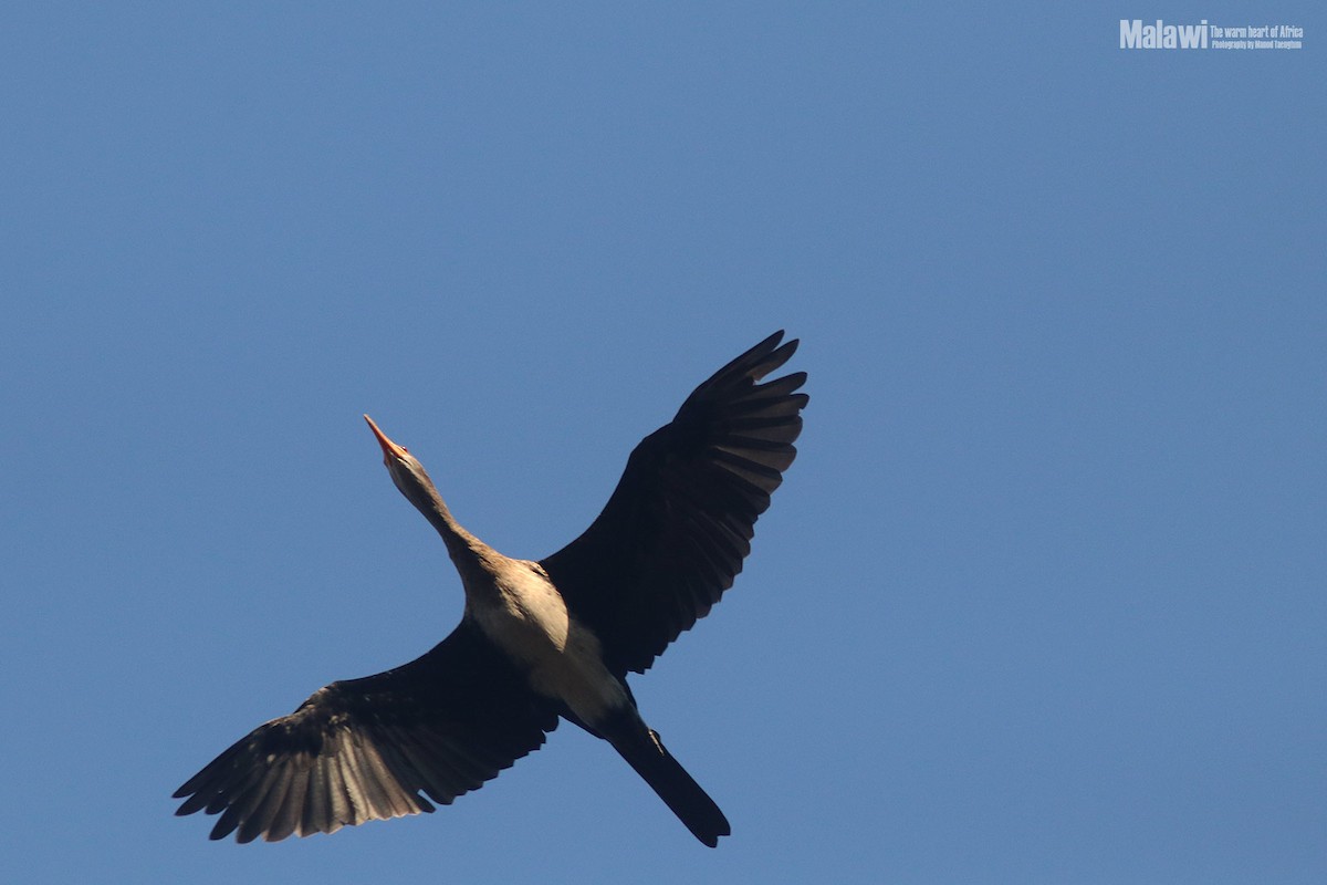 Long-tailed Cormorant - Manod Taengtum