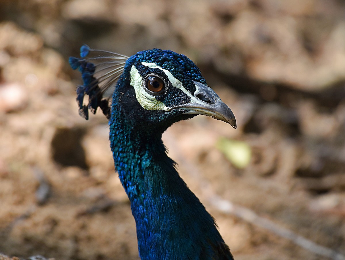 Indian Peafowl - Dr Mohammed Umer  Sharieff