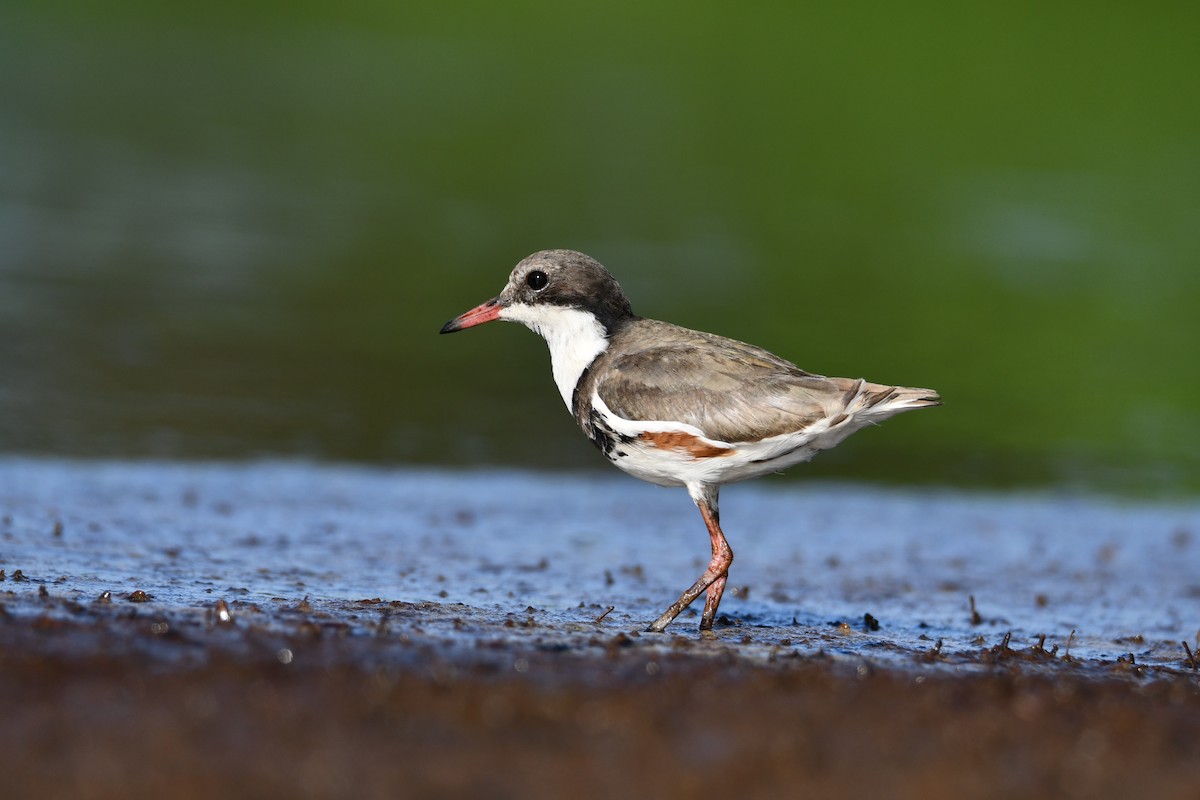 Red-kneed Dotterel - ML185919951