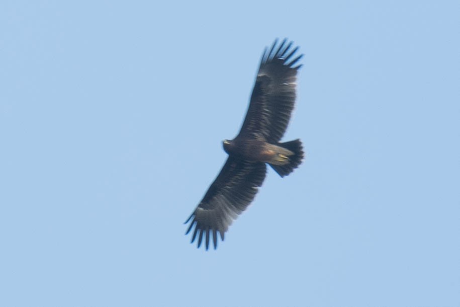 Greater Spotted Eagle - ML185923251