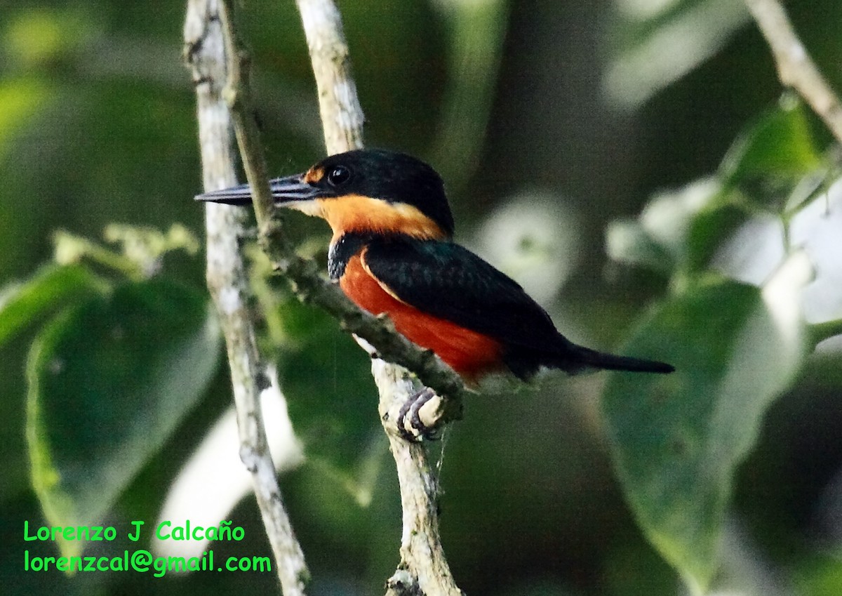 American Pygmy Kingfisher - Lorenzo Calcaño