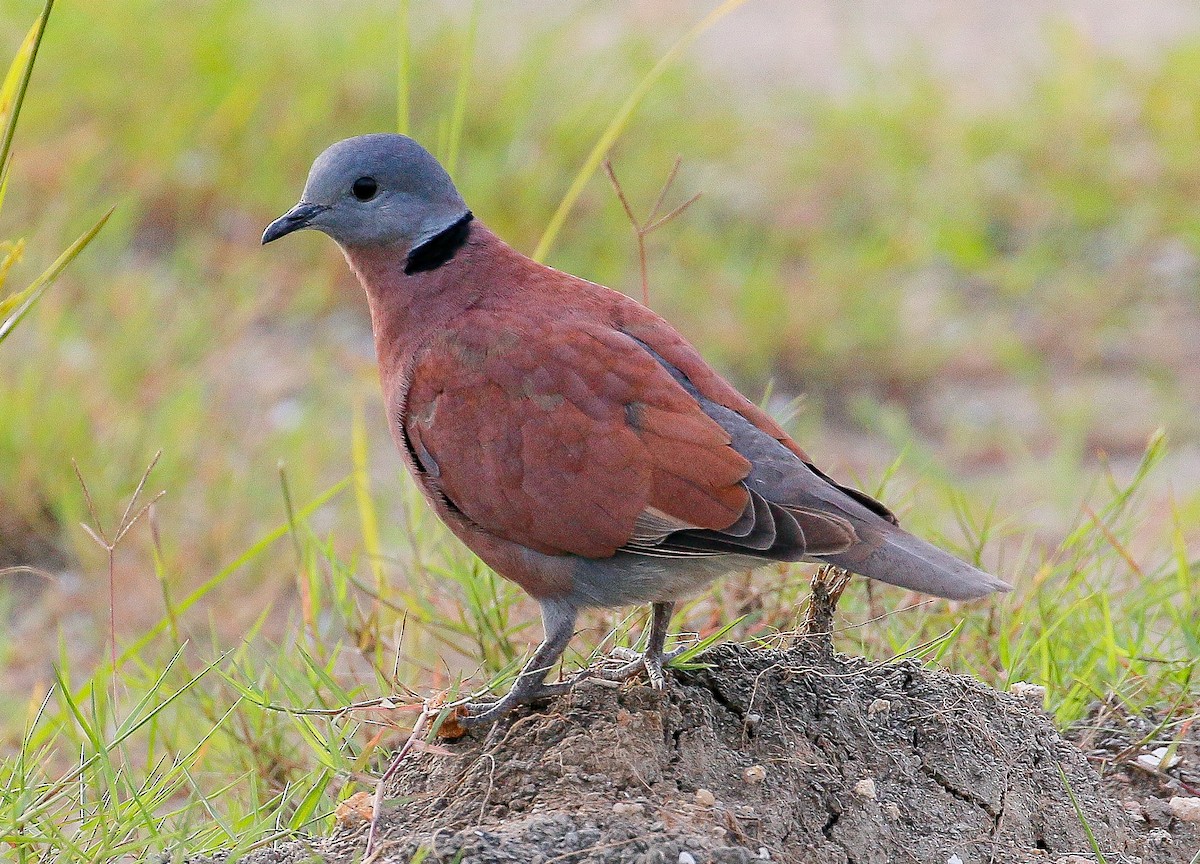 Red Collared-Dove - ML185930231