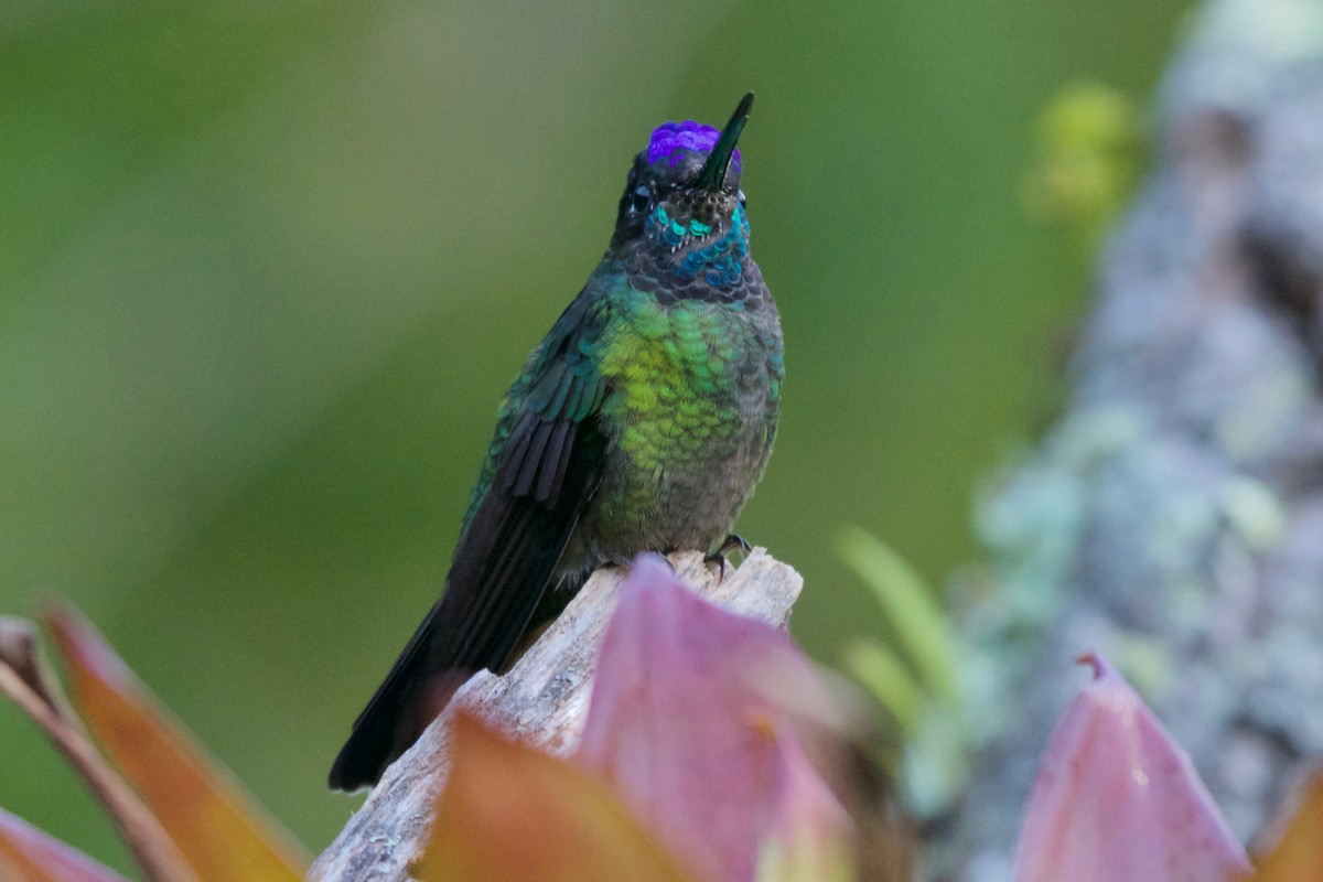 Talamanca Hummingbird - Jan Cubilla