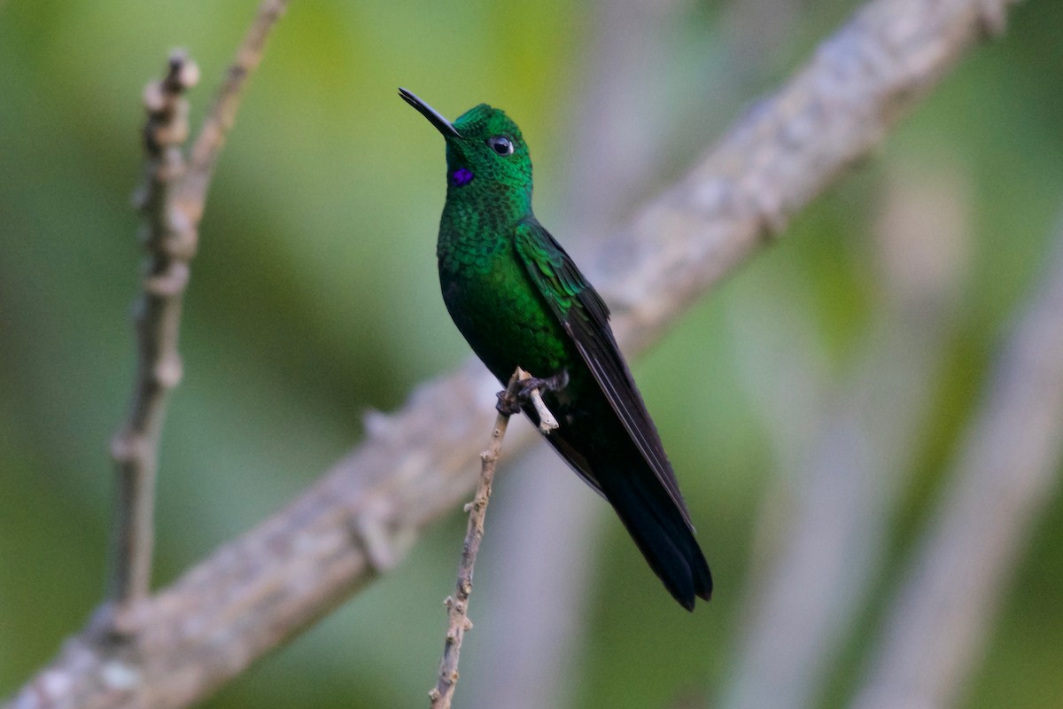 Green-crowned Brilliant - ML185931071